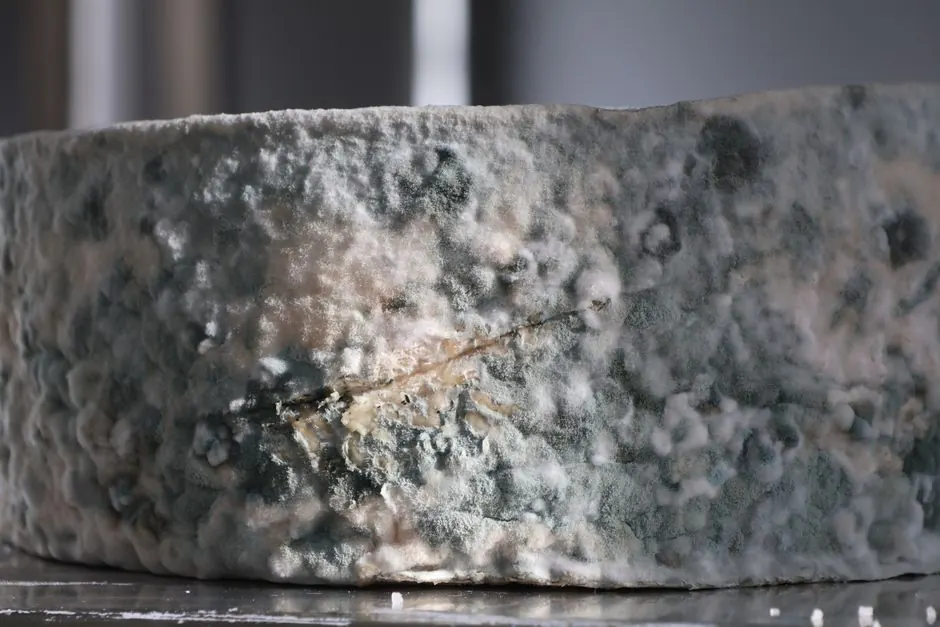 Detailed close-up showing blue mold growth on cheese surface, showcasing unique texture.